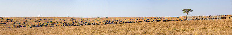肯尼亚马赛马拉，斑马和野兽的草原全景