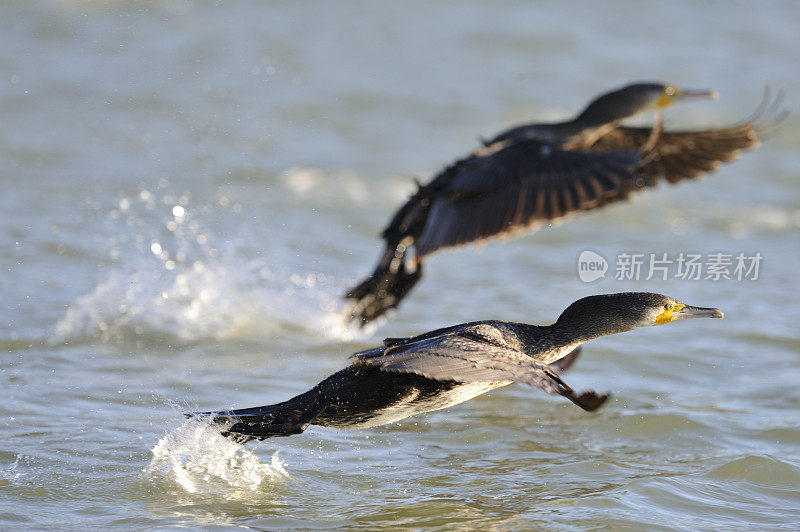 鸬鹚(Phalacrocorax碳水化合物)