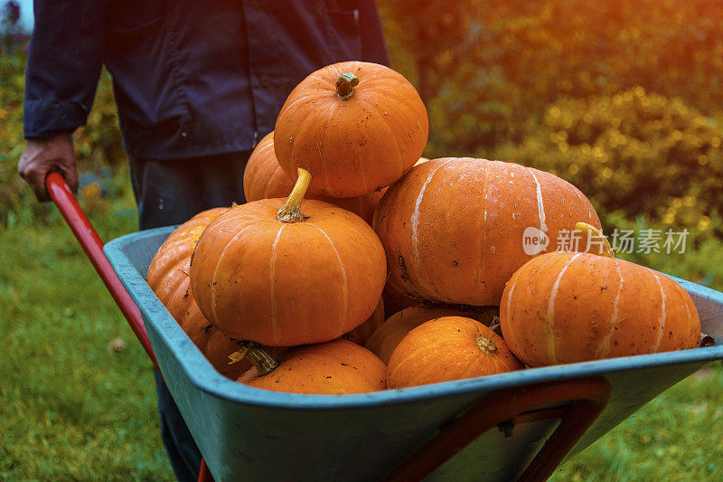 Pumpking在手推车