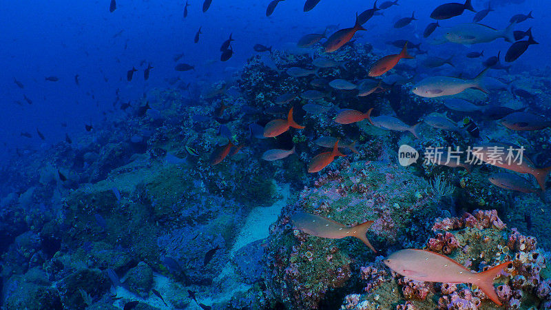 加拉帕戈斯群岛，太平洋克里奥尔鱼在深海珊瑚礁中成群游动