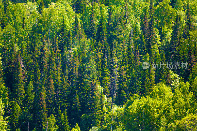 西伯利亚的森林