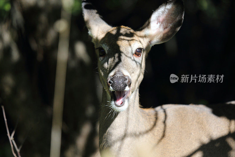 加拿大新斯科舍省新格拉斯哥的鹿