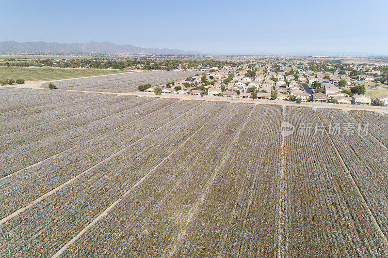 住宅开发侵占了亚利桑那州的农业