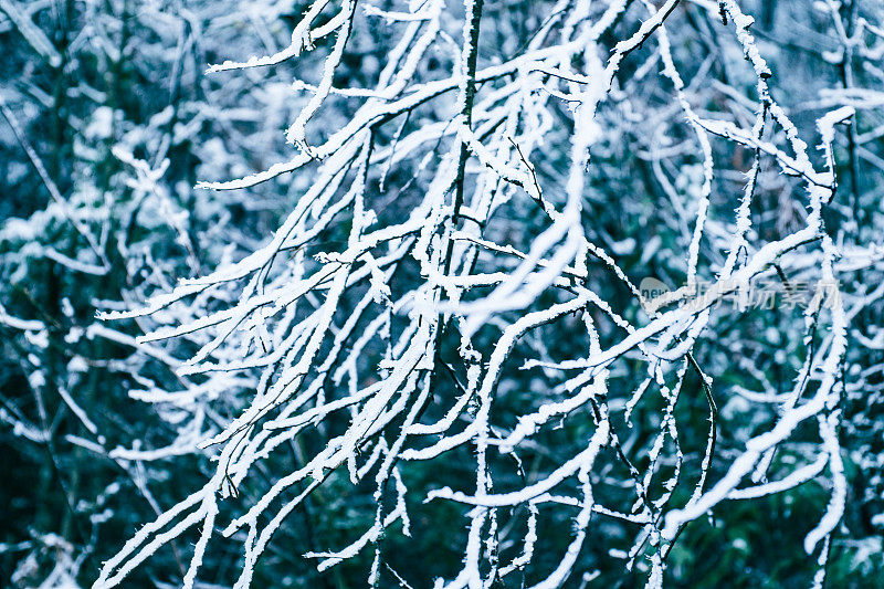 分支与雪