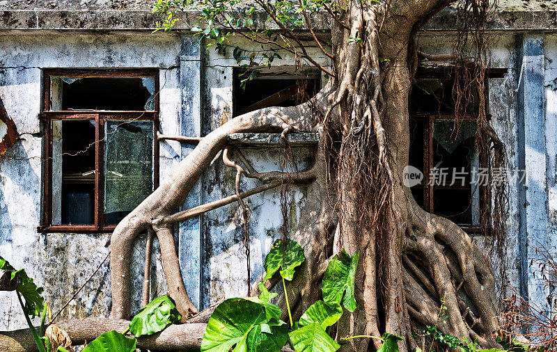 老建筑墙与树干