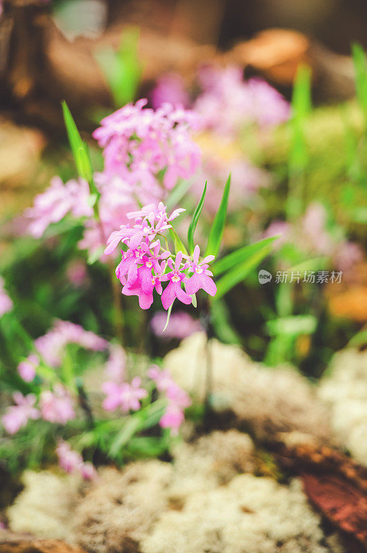 Epidendrum兰花