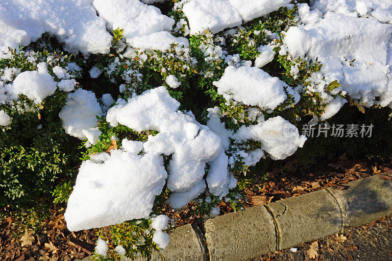 白色的雪在绿色的灌木丛