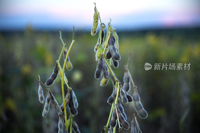 巴西大豆种植