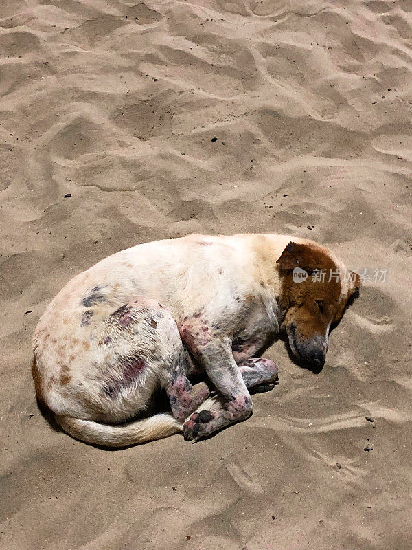 印度果阿，一只流浪狗生活在果阿海滩上，在帕洛伦海滩上睡觉，一只棕、白、黑毛杂种狗晚上睡觉