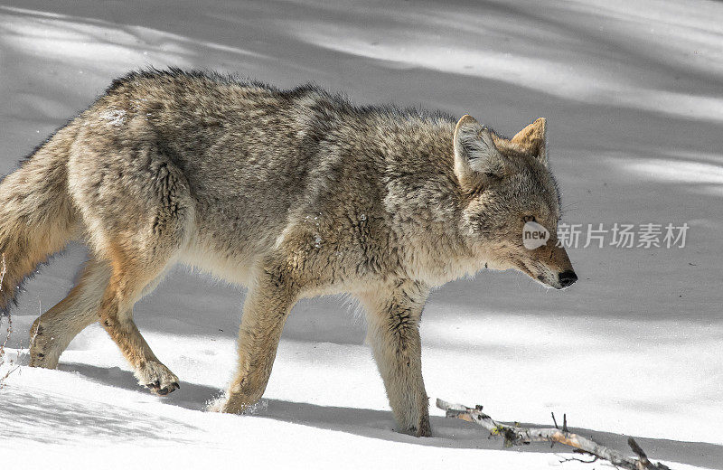 在美国黄石公园寻找食物的郊狼