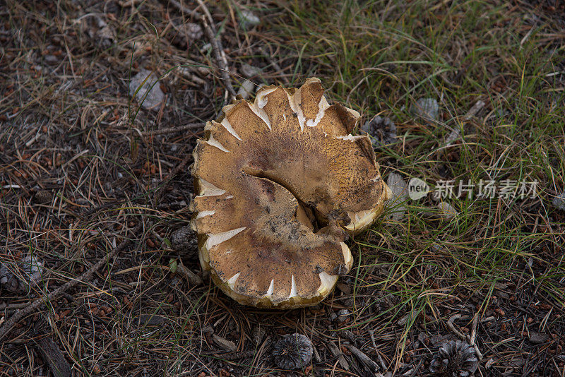 黄石公园秋天的景象――巨大的蘑菇