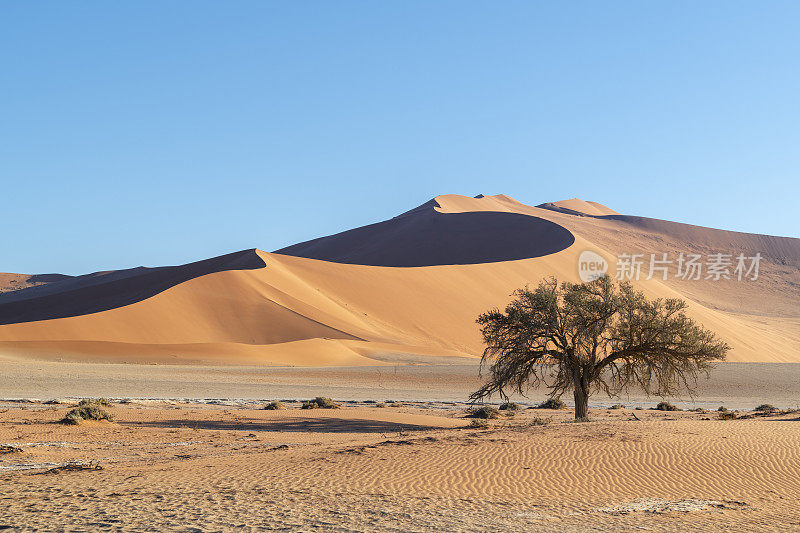 孤独树和索苏斯沙丘，纳米比亚