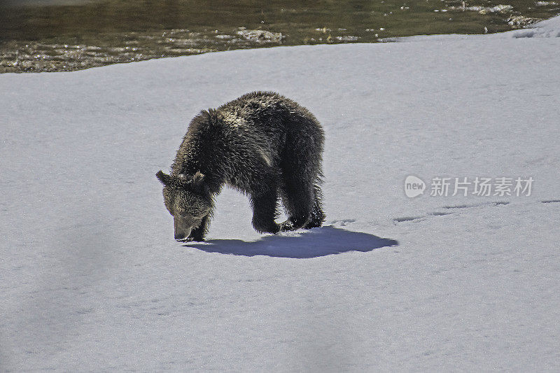 灰熊在雪地里行走