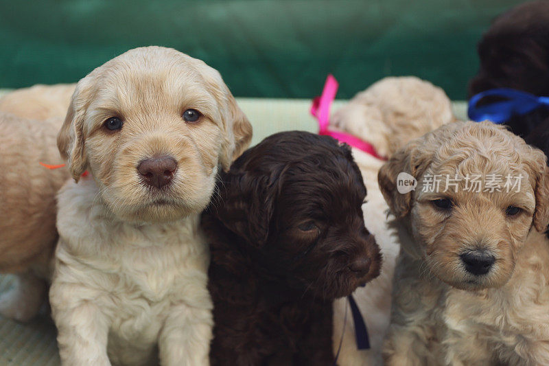 澳大利亚Labradoodle小狗