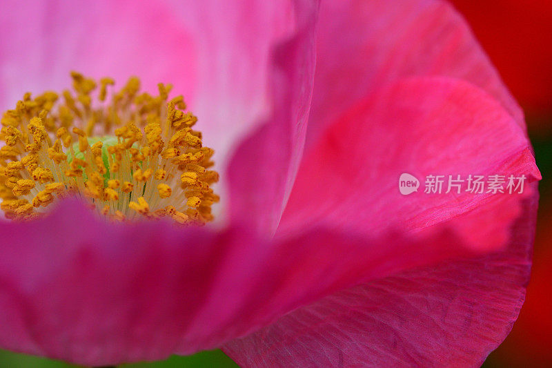 雪莉罂粟花的特写照片与焦点在雌蕊和雄蕊