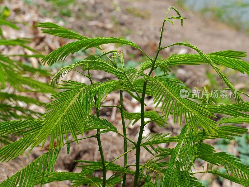 金合欢pennata蔬菜