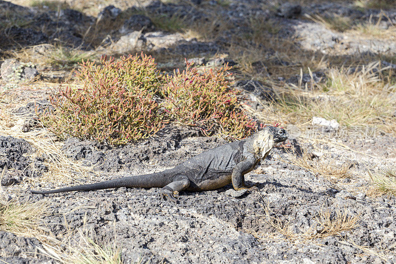 加拉帕戈斯群岛鬣蜥。