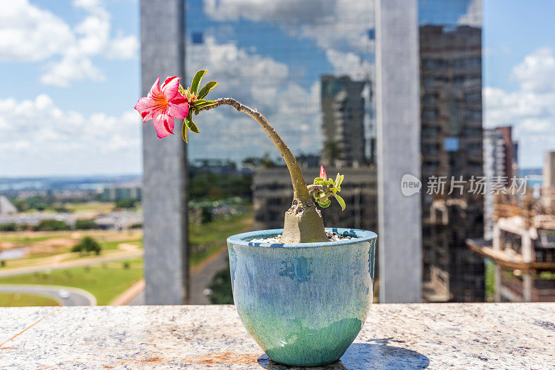 巴西利亚城市上方花盆中的粉红色花朵