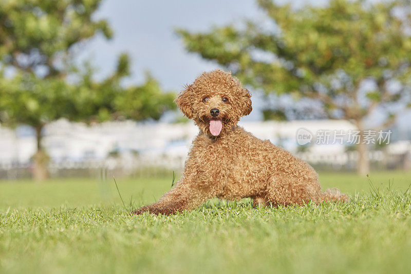 草地上的贵宾犬