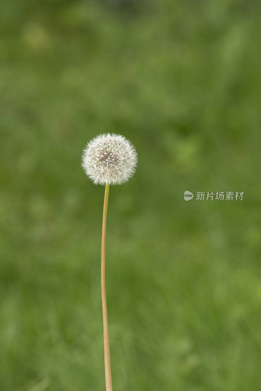 蒲公英种子头的特写，以模糊的绿色草地为背景