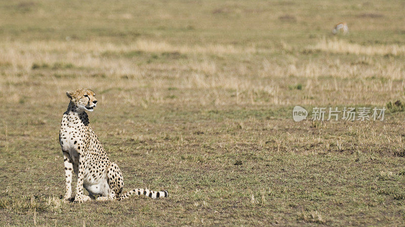 东非肯尼亚马赛马拉的猎豹