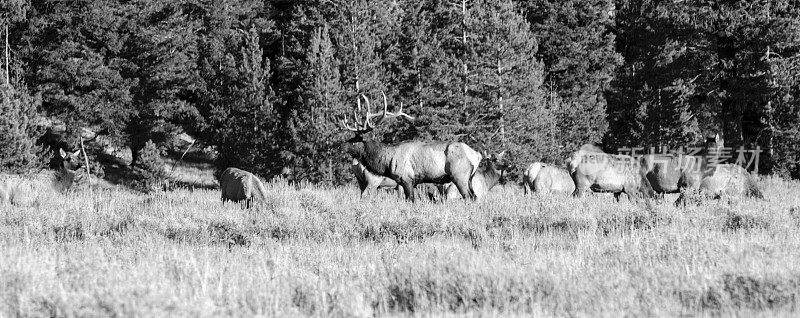 一群麋鹿在美国怀俄明州的大提顿国家公园里吃草