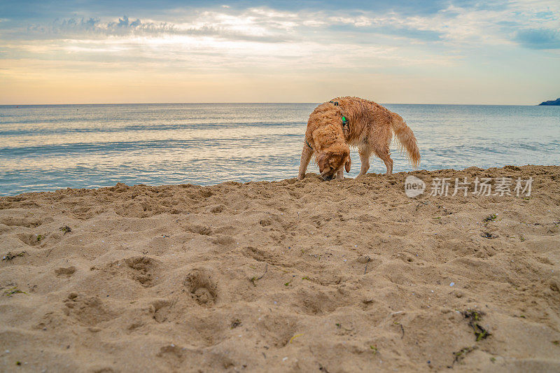 日出时，快乐的金毛猎犬在沙滩上玩着海藻，背景是大海