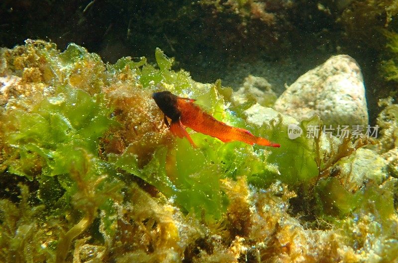 藻类上的红黑鱼