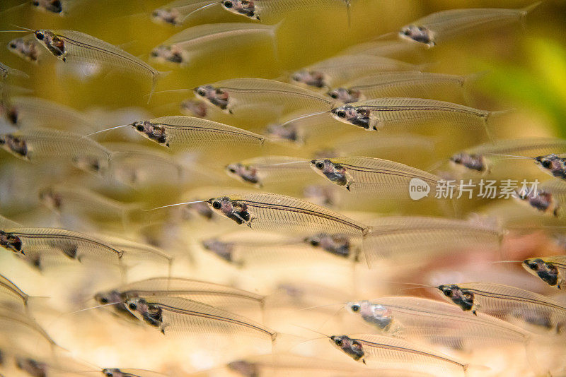 水族箱中的观赏鱼群