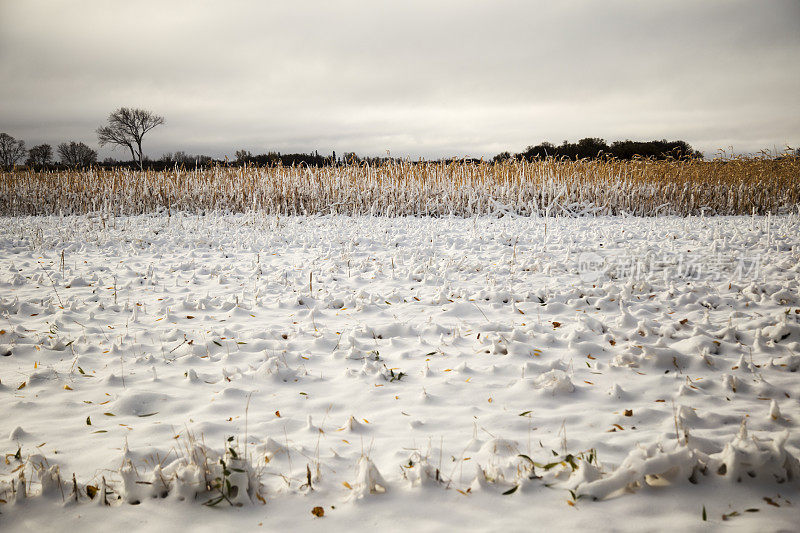 玉米田的雪