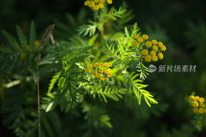 夏天常见的唐茜