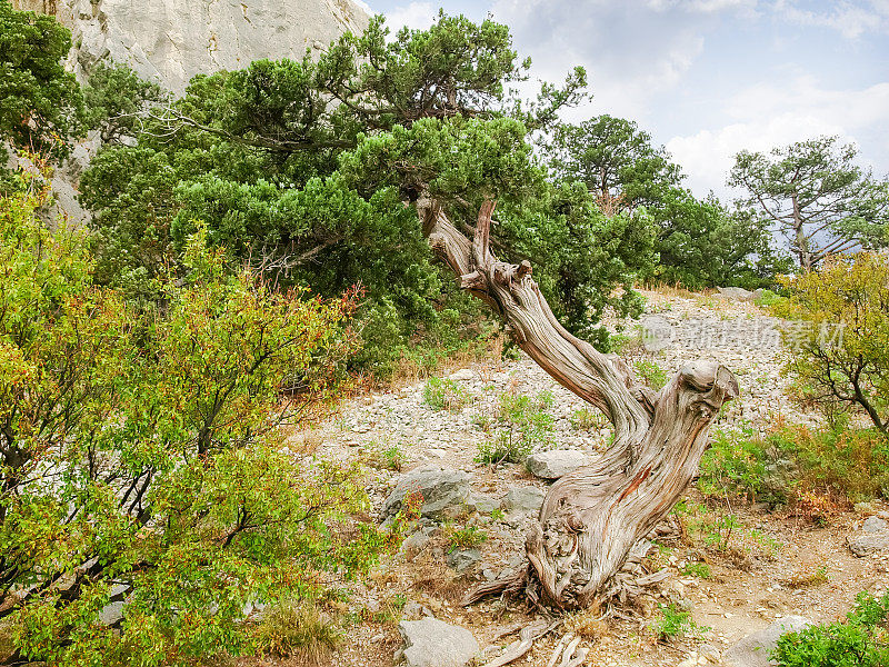 一棵古老的扭曲的杜松树，生长在岩石斜坡上