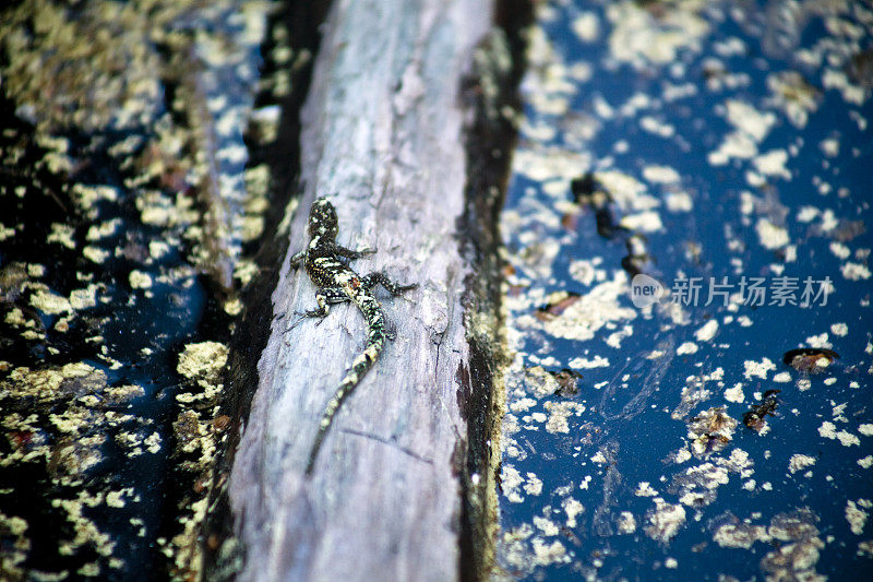 池塘上漂浮的树干上的蜥蜴。