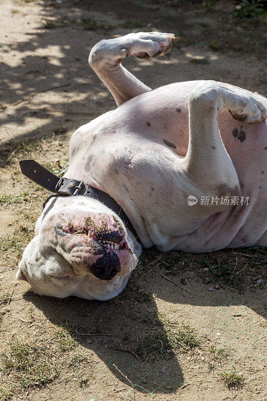 斑点白色阿根廷杜哥狗躺在地上睡得像死了一样