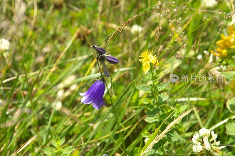 夏天野花草地