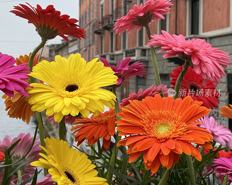 在米兰花卉市场的非洲菊