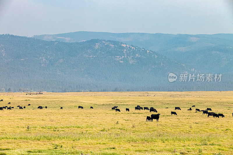 蒙大拿牧场上的一群黑安格斯牛