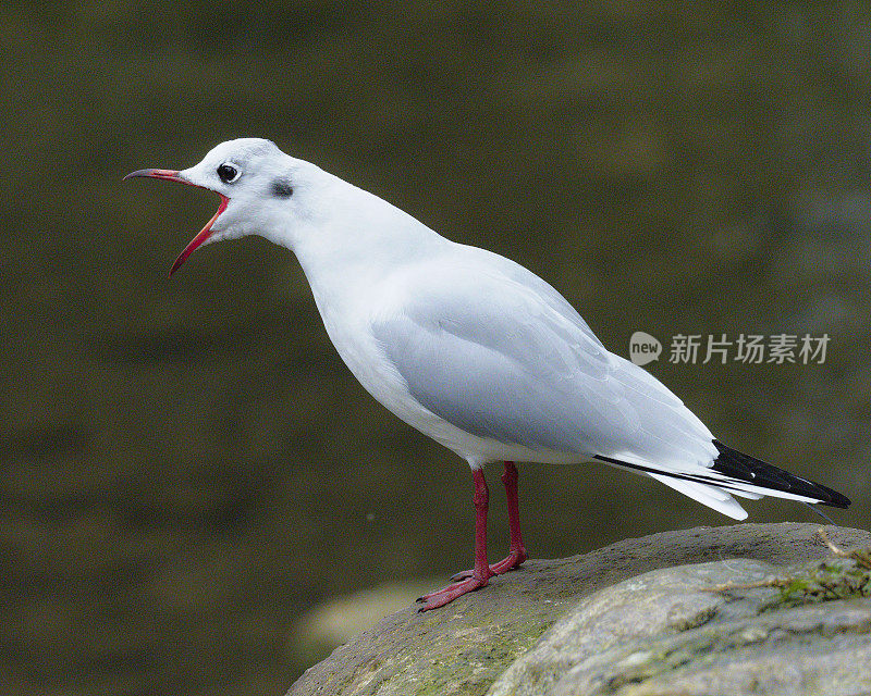 一只黑头鸥在一块大石头上大声叫着