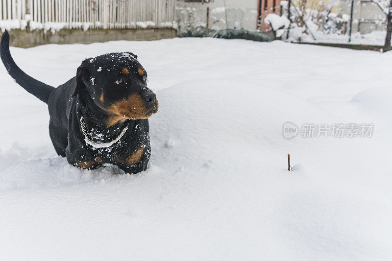 村子里的狗在雪地里玩耍