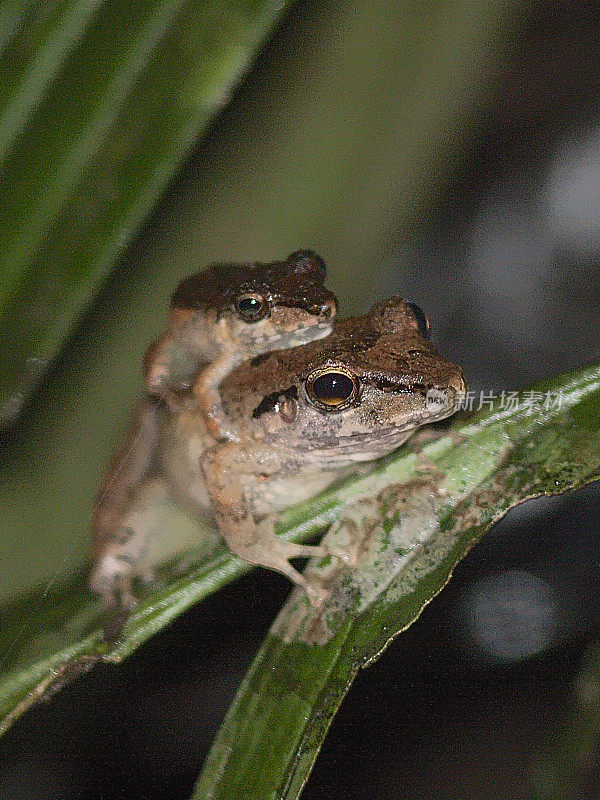 在亚马逊雨林中交配的青蛙