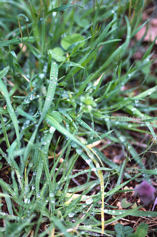 花草:雨后的湿草