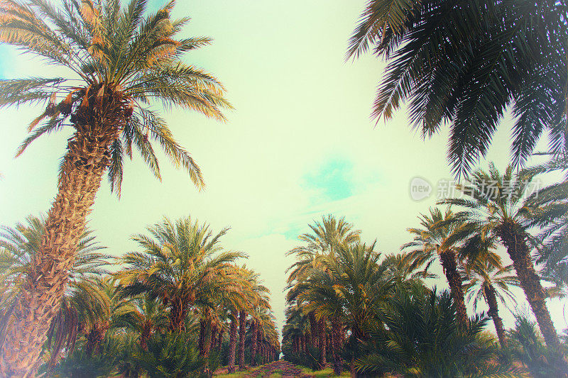 复古枣棕榈树在一个树林，绿松石的天空