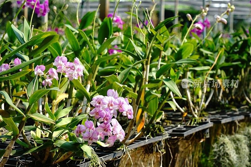 花园里的紫兰花