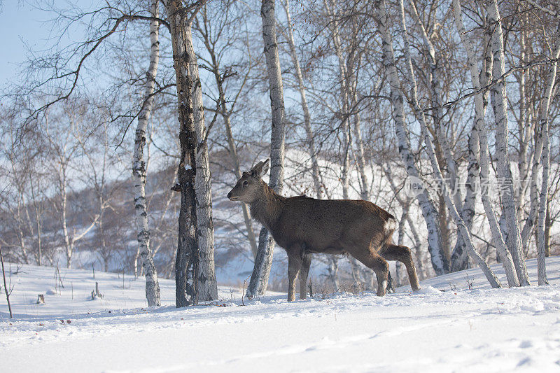 一个美丽的鹿在新落下的雪的特写