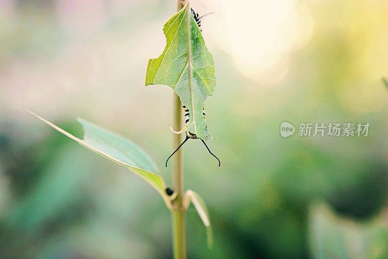 黑脉金斑蝶吃马利筋