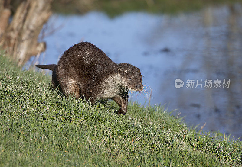 欧亚水獭(Lutrinae)