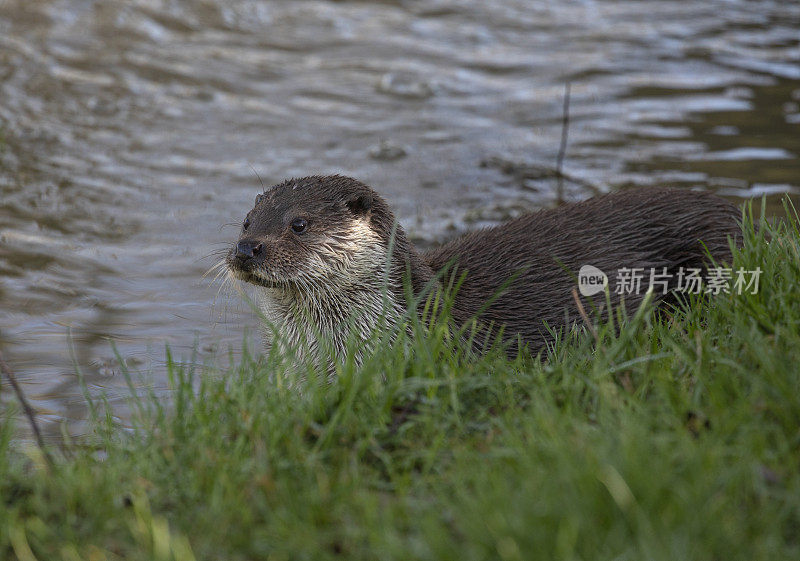 欧亚水獭(Lutrinae)