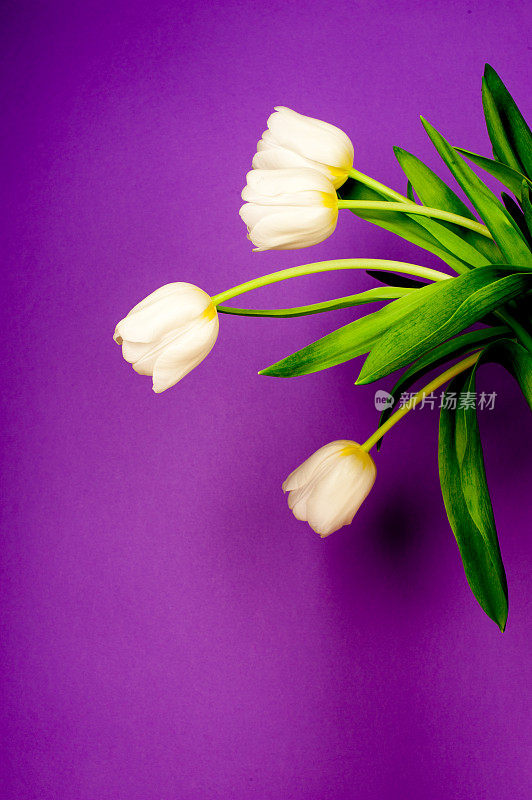 紫色背景下的郁金香花