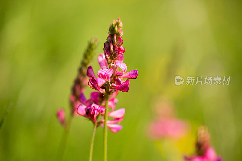 特写的粉红色三叶草在绿色的背景。