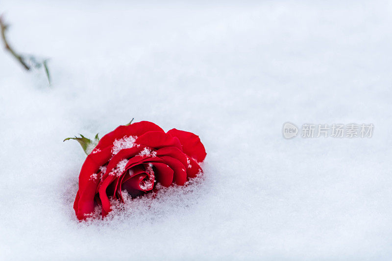 红玫瑰躺在雪中